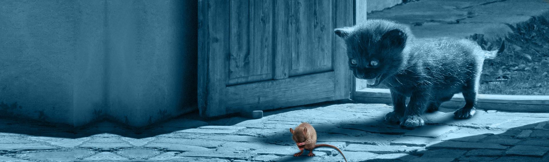 Bildmontage: Katze und Maus