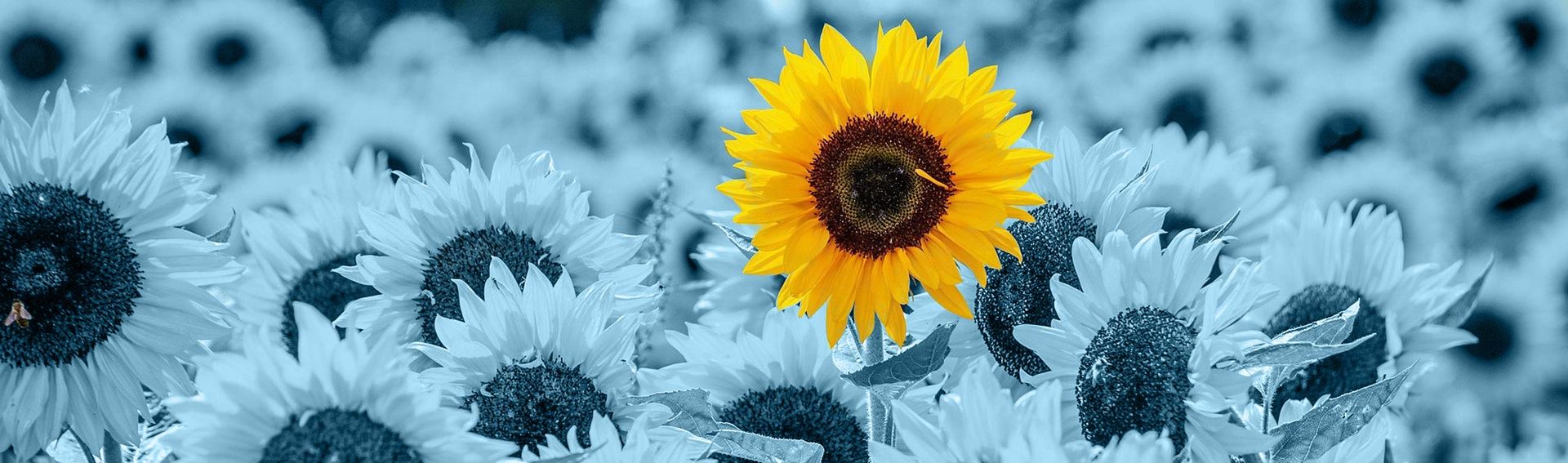 Bildmontage: Sonnenblumen